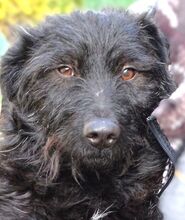 BEBA, Hund, Mischlingshund in Gefrees