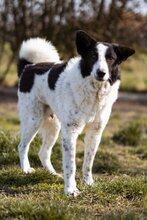THOR, Hund, Mischlingshund in Kroatien