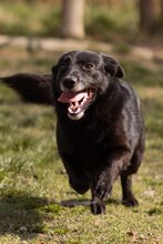 PILIMILI, Hund, Mischlingshund in Kroatien