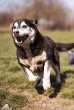 MAKI, Hund, Siberian Husky-Mix in Kroatien
