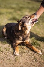 LEVY, Hund, Mischlingshund in Kroatien