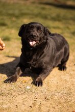 MERRY, Hund, Mischlingshund in Kroatien