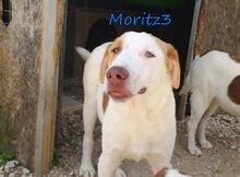 MORITZ3, Hund, Mischlingshund in Griechenland