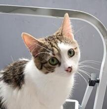SNUBBY, Katze, Europäisch Kurzhaar in Bulgarien