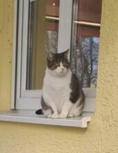 MERIDA, Katze, Europäisch Kurzhaar in Weichering