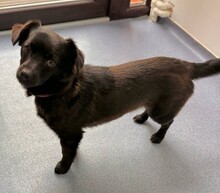 BRUNO, Hund, Mischlingshund in Rumänien