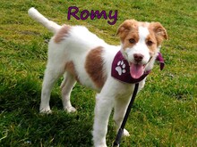 ROMY, Hund, Mischlingshund in Griechenland