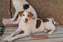 RUSCHKA, Hund, Mischlingshund in Griechenland