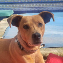 LEONARDO, Hund, Ratanero Bodeguero Andaluz-Mix in Thalheim