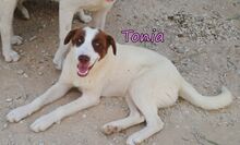 TONIA, Hund, Mischlingshund in Griechenland