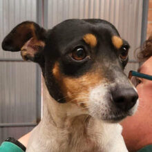 OHARA, Hund, Ratonero Bodeguero Andaluz in Spanien