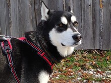 HARRY, Hund, Husky-Mix in Dießen