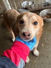 EMMY, Hund, Mischlingshund in Kalchreuth