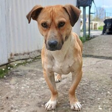LENNY, Hund, Mischlingshund in Griechenland
