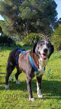 KARINE, Hund, Herdenschutzhund-Mix in Spanien