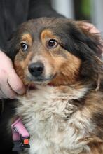 RUSINA, Hund, Mischlingshund in Hagen