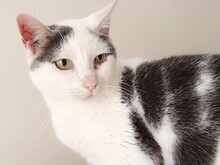 ADAM, Katze, Europäisch Kurzhaar in Spanien