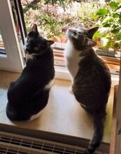 ELLEN, Katze, Europäisch Kurzhaar in Berlin