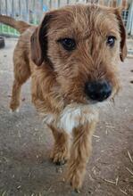 JAMPEC, Hund, Terrier Mischling in Ungarn