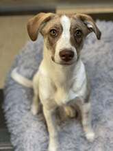 RICKY, Hund, Mischlingshund in Rumänien