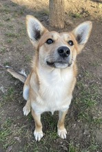 SNOOPY, Hund, Mischlingshund in Rumänien