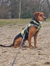 OREO, Hund, Brackenmischling/Beaglemischling in Thallwitz