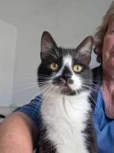 OREO, Katze, Europäisch Kurzhaar in Köln