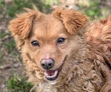 MEDDY, Hund, Mischlingshund in Gefrees