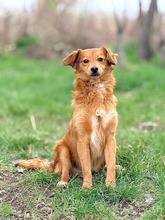 JOHN, Hund, Mischlingshund in Slowakische Republik