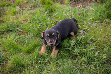 STUPPS, Hund, Mischlingshund in Kroatien