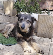 ARTHUR, Hund, Mischlingshund in Rumänien