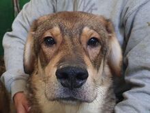 MARLIN, Hund, Mischlingshund in Rumänien