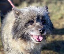 BANDY, Hund, Spitz-Mix in Slowakische Republik