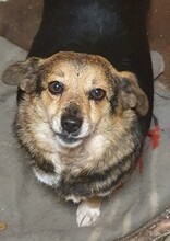 NORA, Hund, Mischlingshund in Rumänien