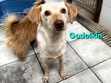 GODOLKIN, Hund, Podenco-Mix in Hannover