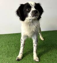 MERLIN, Hund, Mischlingshund in Schwaikheim