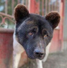 HUGO2, Hund, Akita Inu in Slowakische Republik