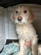 FIENE, Hund, Mischlingshund in Rumänien