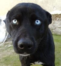 PEPE2, Hund, Mischlingshund in Rumänien