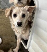 FIONA, Hund, Mischlingshund in Rumänien