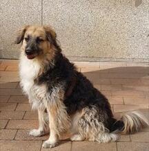 DENIS, Hund, Mischlingshund in Leipzig