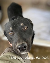 LIAN, Hund, Mischlingshund in Rumänien