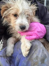 ANNABELLE, Hund, Mischlingshund in München