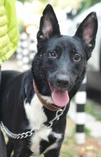 ZARA, Hund, Mischlingshund in Altlandsberg