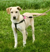 RONALDO, Hund, Mischlingshund in Portugal
