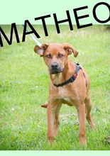 MATHEO, Hund, Mischlingshund in Portugal