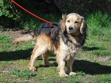 MBAPPE, Hund, Mischlingshund in Ungarn