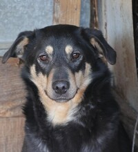 NAOMI, Hund, Mischlingshund in Wonfurt