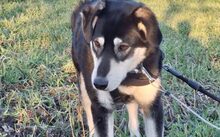 SIMBA, Hund, Mischlingshund in Nossen