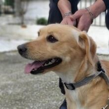 KANELLA, Hund, Mischlingshund in Griechenland